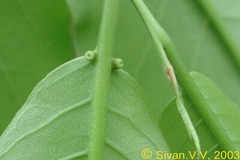 Terminalia paniculata
